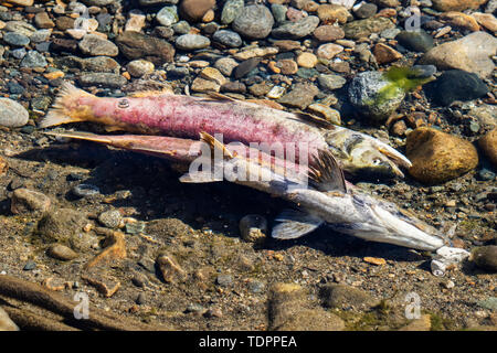 Morto il salmone sockeye (Oncorhynchus nerka) nel fiume Adams, Tsútswecw Parco Provinciale (ex Roderick Haig-Brown Park); la British Columbia, Canada Foto Stock