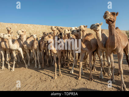 Close-up di cammelli al lunedì mercato del bestiame; Keren, Anseba Regione, Eritrea Foto Stock