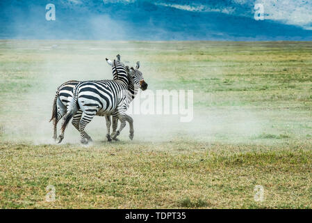 Coppia di Zebra (Equus grevyi) stalloni in combattimenti su pianure polverose del cratere di Ngorongoro, Ngorongoro Conservation Area; Tanzania Foto Stock