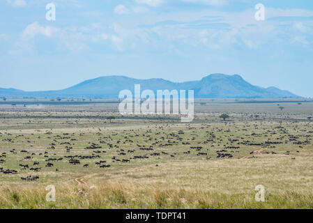 Grande mandria di gnu (Connochaetes taurinus) sparsi in tutta la pianura nel Parco Nazionale del Serengeti; Tanzania Foto Stock