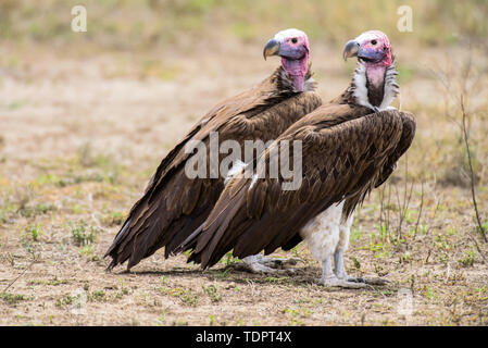 Coppia di avvoltoi Lappet-fronted (o nubiano) (Torgos tracheliotos) arroccato a terra guardando sopra le loro spalle nella zona di Ndutu del Ngorongoro ... Foto Stock