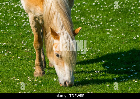 Close-up di un cavallo al pascolo in un prato di erba e fiori selvatici; South Shields, Tyne and Wear, Inghilterra Foto Stock