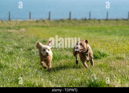 Due cani in esecuzione in un campo di erba; South Shields, Tyne and Wear, Inghilterra Foto Stock