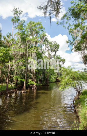 Florida, Zolfo Springs, Peace River, Hardee County Wildlife Refuge, rive del fiume, vegetazione, acque calme, muschio spagnolo, Cypress Trees, FL190510037 Foto Stock