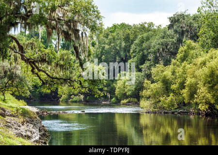 Florida, Zolfo Springs, Peace River, Hardee County Wildlife Refuge, rive del fiume, alberi, vegetazione, acque calme, muschio spagnolo, FL190510038 Foto Stock