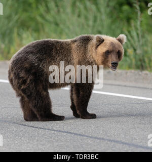 Wild giovani affamati e terribile orientale orso marrone (Kamchatka orso bruno) permanente sulla strada asfaltata, pesantemente la respirazione, annusando e guardando in giro. Eur Foto Stock