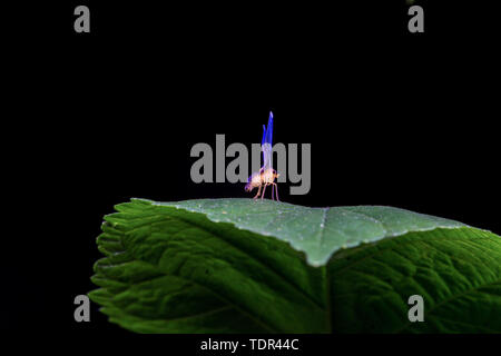 Maglia a manica lunga cicala di cera Foto Stock