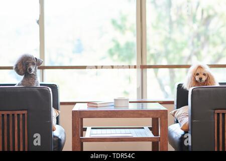 Cani al tradizionale giapponese del hotel Foto Stock