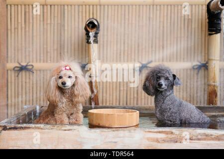 Cani al tradizionale giapponese del hotel Foto Stock