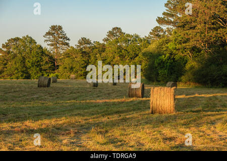 Rotoli di fieno in un fresco raccolte campo nel tardo pomeriggio una luce calda Foto Stock