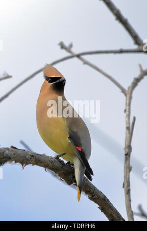 Il Cedar waxwing appollaiato sul ramo guardando indietro Foto Stock