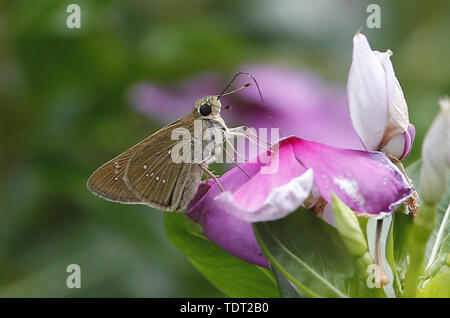 Nakhon Sawan, Thailandia. Il 18 giugno, 2019. Una farfalla appoggia su un madagascar rosy pervinca fiore in Nakhon Sawan. Credito: Chaiwat Subprasom SOPA/images/ZUMA filo/Alamy Live News Foto Stock