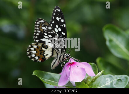 Nakhon Sawan, Thailandia. Il 18 giugno, 2019. Una farfalla appoggia su un madagascar rosy pervinca fiore in Nakhon Sawan. Credito: Chaiwat Subprasom SOPA/images/ZUMA filo/Alamy Live News Foto Stock