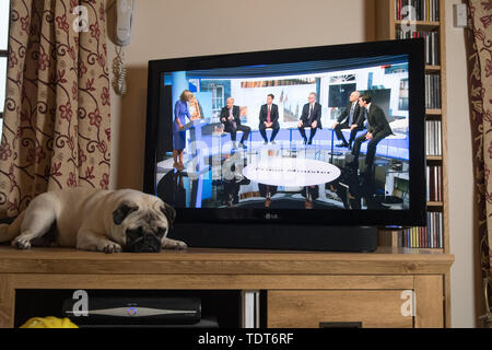 Mousehole, Cornwall, Regno Unito. Il 18 giugno 2019. Titan il Pug getting premuto a guardare il partito conservatore del Regno Unito leadership dibattito sulla BBC con Boris Johnson che partecipano. Simon credito Maycock / Alamy Live News. Foto Stock