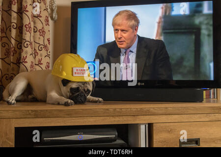 Mousehole, Cornovaglia, Regno Unito,. 18 giugno 2019. Dennis il Pug si deprime guardando il dibattito britannico sulla leadership conservatrice sulla BBC con Boris Johnson che partecipa. Credit Simon Maycock / Alamy Live News. Foto Stock