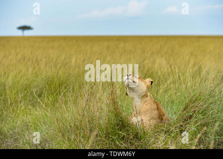 Pechino, Cina. 17 Giugno, 2019. Un leone scuote la sua testa per allontanare le mosche in erba a Masai Mara National Reserve in Kenya, 17 giugno 2019. Credito: Li Yan/Xinhua/Alamy Live News Foto Stock