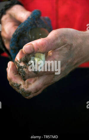 Anguilla anguilla europea, fiume anguilla (Anguilla anguilla), fisherman holding anguille pescate nelle sue mani, Germania Amburgo Foto Stock