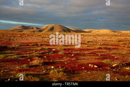 Semidesert vicino Tindaya in serata, Isole Canarie Fuerteventura Foto Stock