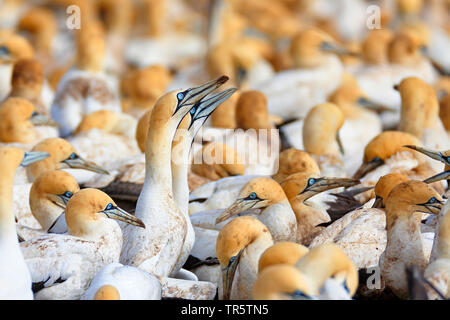 Cape gannet (Morus capensis), Cerimonia di benvenuto di una coppia all'interno di una colonia, Sud Africa, Western Cape, Lamberts Bay Foto Stock