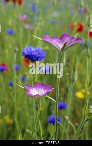 Common corncockle, comune mais-arricciatura, Corncockle, mais increspature (Agrostemma githago), che fiorisce in un campo di mais con fiore, centaurea cyanus, Paesi Bassi, Texel Foto Stock