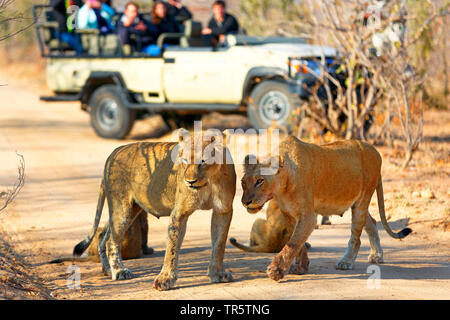 Lion (Panthera leo), i turisti in una jeep osservando la leonessa con i cuccioli , Sud Africa, Sabi Sand Game Reserve Foto Stock