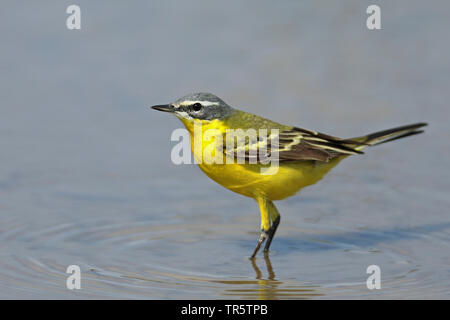 Blue-headed Wagtail, Wagtail giallo (Motacilla flava flava), maschio in piedi in acqua bassa, vista laterale, Grecia, Lesbo Foto Stock