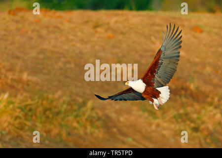 African fish eagle (Haliaeetus vocifer), in volo, Sud Africa - Mpumalanga Kruger National Park Foto Stock