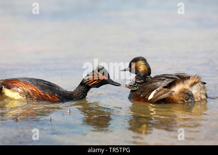 Nero-svasso collo (Podiceps nigricollis), nuoto coppia, pulcini essendo alimentato, Paesi Bassi, Groningen Foto Stock