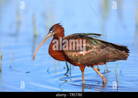 Ibis lucido (Plegadis falcinellus), passeggiate in acque poco profonde, vista laterale, Grecia, Lesbo Foto Stock