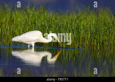 Airone bianco maggiore, Airone bianco maggiore (Egretta alba, Casmerodius Albus, Ardea alba), alimentando un pesce in acqua poco profonda, vista laterale, Grecia, Lesbo Foto Stock