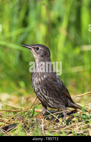 Starling comune (Sturnus vulgaris), giovane uccello in un prato, Paesi Bassi, Frisia Foto Stock