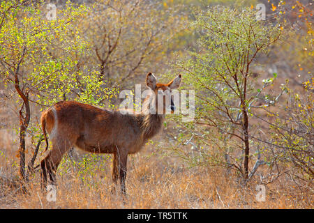 Comune (waterbuck Kobus ellipsiprymnus ellipsiprymnus), femmina in piedi la arbusti, Sud Africa - Mpumalanga Kruger National Park Foto Stock