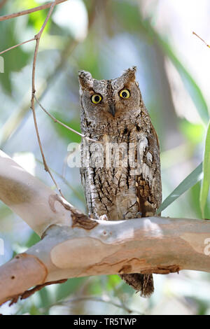 Eurasian assiolo (Otus scops), seduta con gli occhi aperti in un albero di eucalipto, vista frontale, Grecia, Lesbo Foto Stock