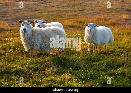 Gli animali domestici delle specie ovina (Ovis ammon f. aries), madre con agnello nella luce della sera, Islanda, Reykjadiskur Foto Stock