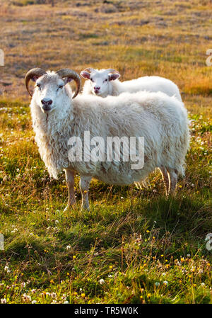 Gli animali domestici delle specie ovina (Ovis ammon f. aries), madre con agnello nella luce della sera, Islanda, Reykjadiskur Foto Stock