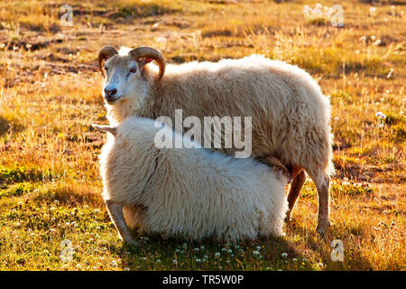 Gli animali domestici delle specie ovina (Ovis ammon f. aries), agnello aspirare, Islanda, Reykjadiskur Foto Stock