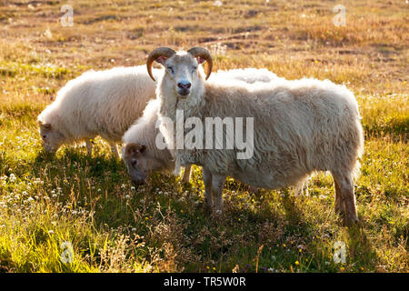 Gli animali domestici delle specie ovina (Ovis ammon f. aries), madre con agnello nella luce della sera, Islanda, Reykjadiskur Foto Stock