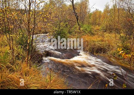 Autumnal creek, in Germania, in Renania settentrionale-Vestfalia, Hautes Fagnes, Monschau Foto Stock