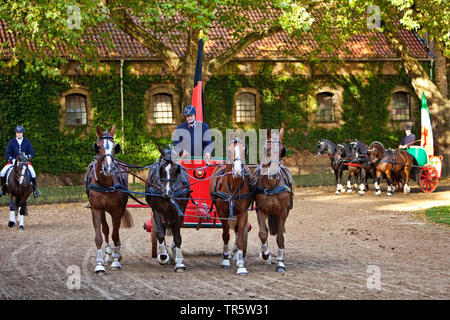 Cavalli domestici (Equus przewalskii f. caballus), stallone sfilata Landgestuet Warendorf, in Germania, in Renania settentrionale-Vestfalia, Muensterland, Warendorf Foto Stock