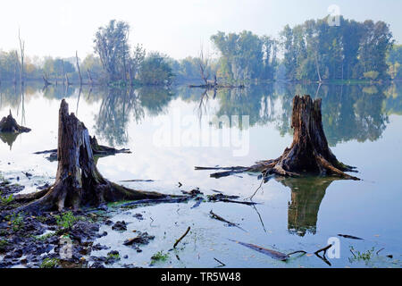 Ceppi di alberi in zone umide Bislicher Insel, in Germania, in Renania settentrionale-Vestfalia, Basso Reno, Xanten Foto Stock