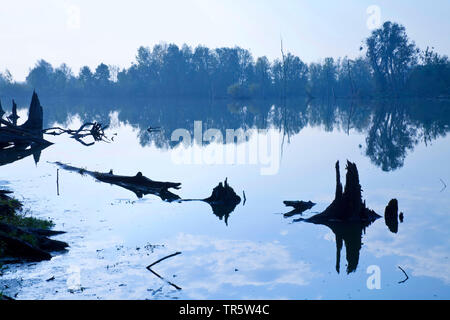 Ceppi di alberi in zone umide Bislicher Insel, in Germania, in Renania settentrionale-Vestfalia, Basso Reno, Xanten Foto Stock