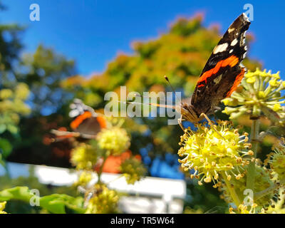 Red admiral (Vanessa Atalanta, Pyrameis atalanta), aspirando il nettare a ivy, Germania Foto Stock