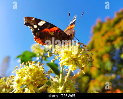 Red admiral (Vanessa Atalanta, Pyrameis atalanta), aspirando il nettare a ivy, Germania Foto Stock