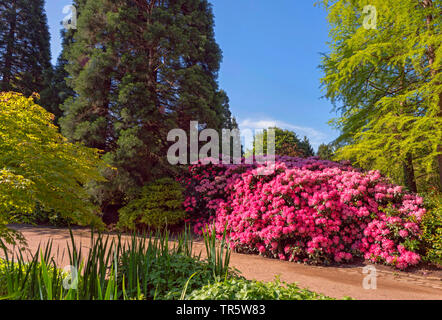 Rhododendron (Rhododendron spec.), in fiore nel parco Il parco Planten un Blomen, Germania Amburgo Foto Stock