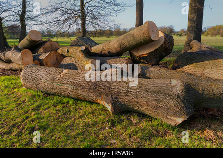 Comune di Quercia farnia, farnia (Quercus robur. Quercus pedunculata), abbattuto tronco di quercia da una siepe bank, Germania, Schleswig-Holstein Foto Stock