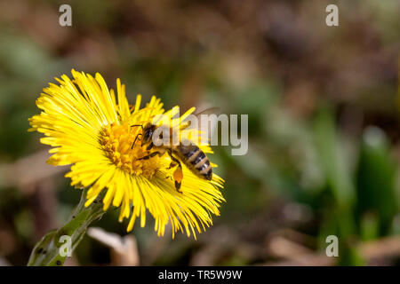 Il miele delle api, hive bee (Apis mellifera mellifera), la ricerca di nettare in un coltsfoot fiore in primavera, in Germania, in Baviera Foto Stock