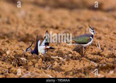 Pavoncella (Vanellus vanellus), coppia costruire un nido pan su un acro, in Germania, in Baviera, Niederbayern, Bassa Baviera Foto Stock