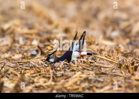 Pavoncella (Vanellus vanellus), la costruzione di un nido pan su un acro, vista laterale, in Germania, in Baviera, Niederbayern, Bassa Baviera Foto Stock