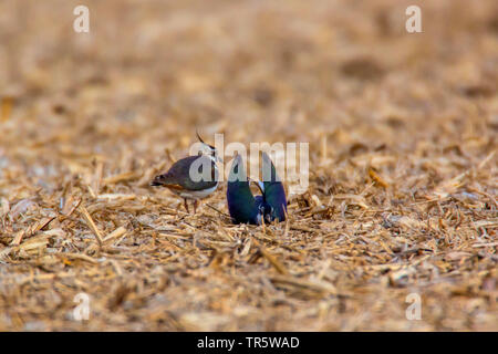 Pavoncella (Vanellus vanellus), coppia costruire un nido pan su un acro, in Germania, in Baviera, Niederbayern, Bassa Baviera Foto Stock