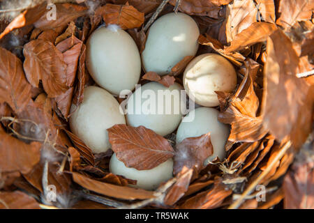 Il germano reale (Anas platyrhynchos), uova in un nido di massa fatta di fogliame di faggio, in Germania, in Baviera, Niederbayern, Bassa Baviera Foto Stock